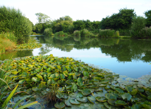 Whitepost Lakes